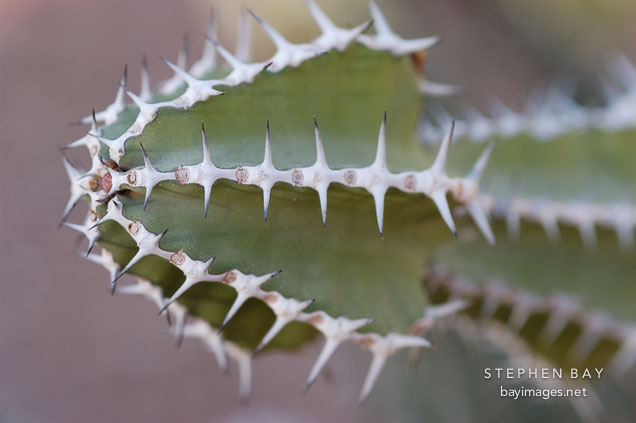 Euphorbia rowlandii.