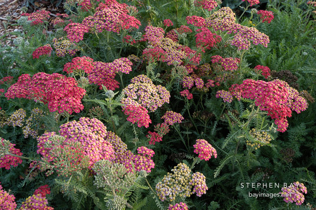 Achillea filipendulina. Garden hybrids.