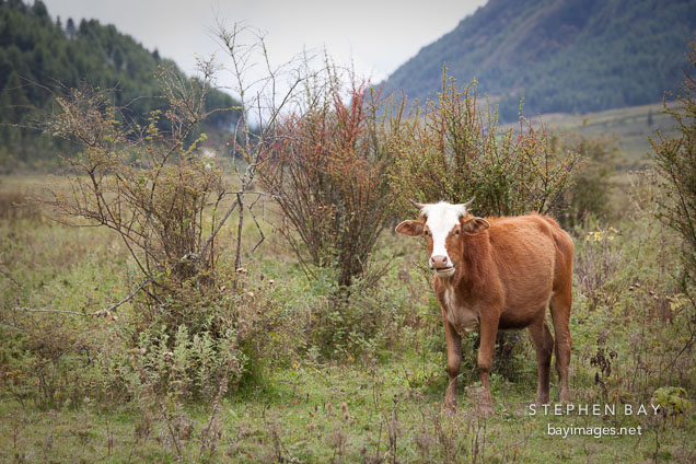 Free ranging cow in Phobjikha Valley.