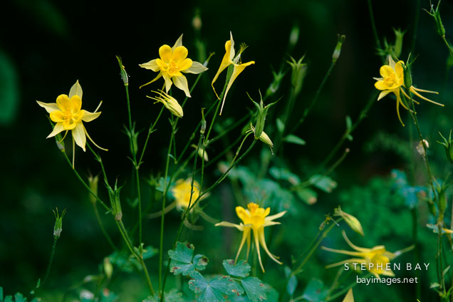 Aquilegia x hybrida. 'McKana hybrid' Columbine.