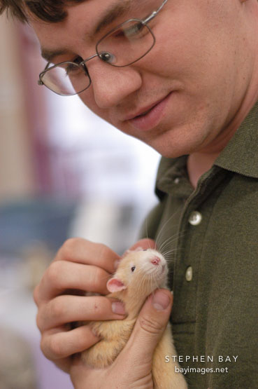 Volunteer Justin Harvey scratches a pet rat. The Wonderful World of Rats, San Mateo, California, USA.