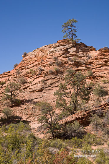 Trees on red sandstone. Zion Plateau, Zion NP, Utah.