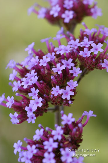 Verbena bonariensis.