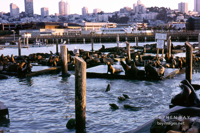 California sea lions at Pier 39's K dock. Zalophus californianus. San Francisco, California.