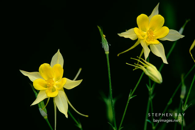 Aquilegia x hybrida. 'McKana hybrid' Columbine.