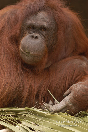 Orangutan, Bornean. Pongo pygmaeus pygmaeus