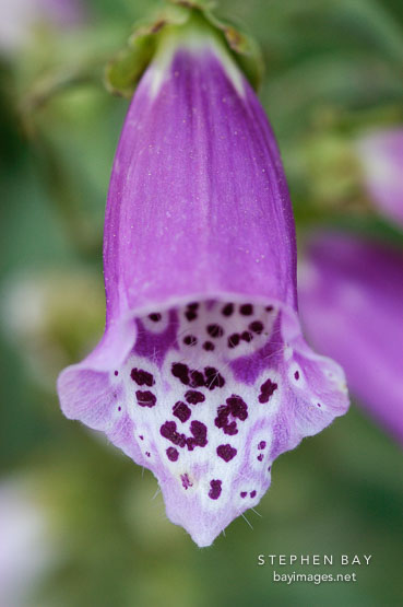 Foxglove, Digitalis.