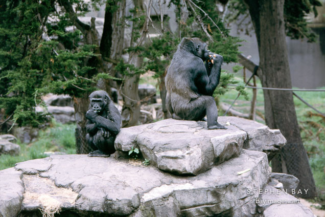 Western lowland gorilla. Gorilla gorilla gorilla. San Francisco Zoo, California.