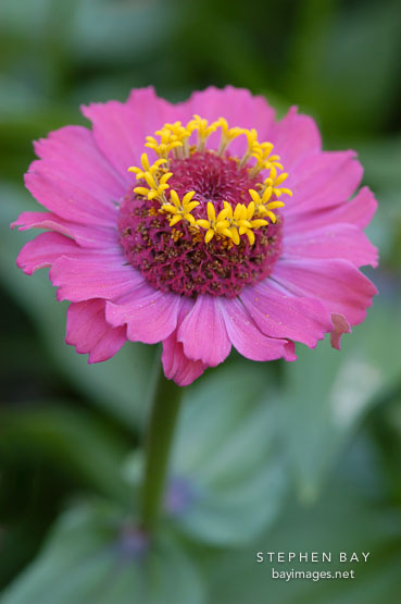 Zinnia elegans.