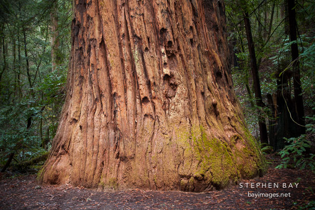 Colonel Armstrong tree. Armstrong Redwoods State Natural Reserve