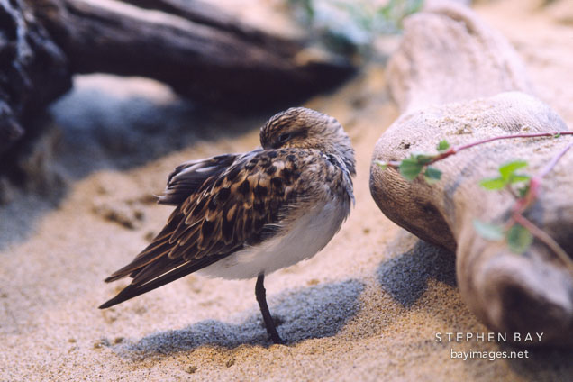 Least sandpiper. Calidris minutilla. Monterey Aquarium, California, USA.