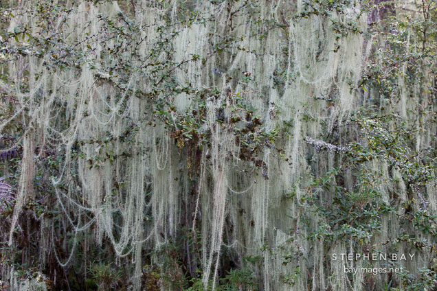 Moss covered tree. Phobjikha Valley, Bhutan.