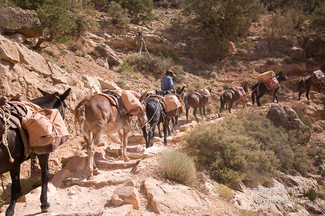 Mules carrying supplies. Grand Canyon NP, Arizona.