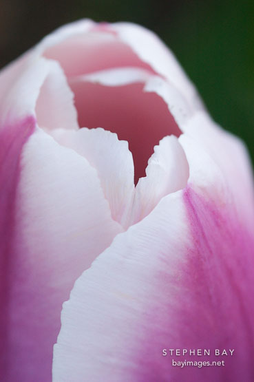 Tulip 'Ollioules', Tulipa.