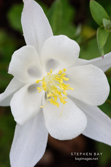 Columbine 'songbird dove', Aquilegia