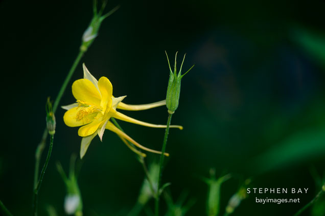 Aquilegia x hybrida. 'McKana hybrid' Columbine.