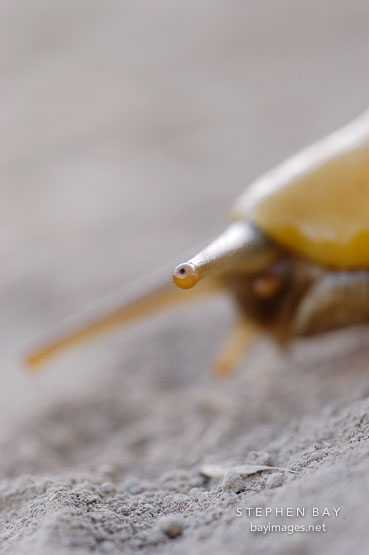 Banana slug, Ariolimax columbianus. Russian Ridge Open Space Preserve. California, USA.