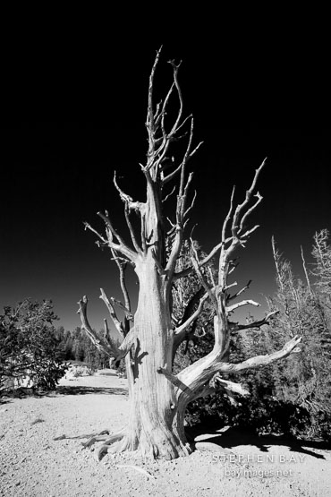 Ancient bristlecone pine #10.