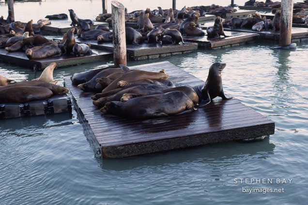 California sea lions at Pier 39's K dock. Zalophus californianus. San Francisco, California.