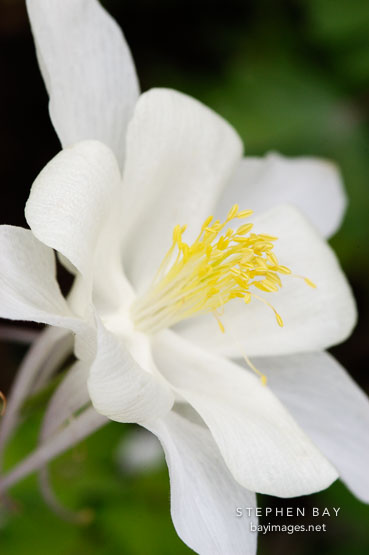 Columbine 'songbird dove', Aquilegia