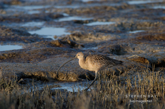 Long-billed curlew, Numenius americanus. Palo Alto Baylands Nature Preserve, California.
