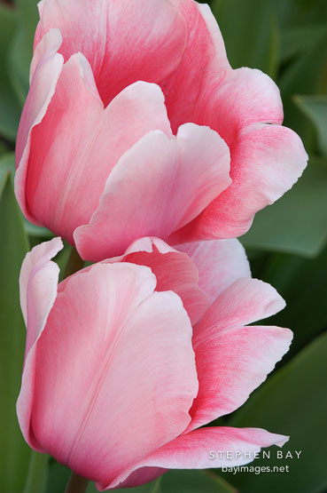Tulip 'Salmon impression', Tulipa.