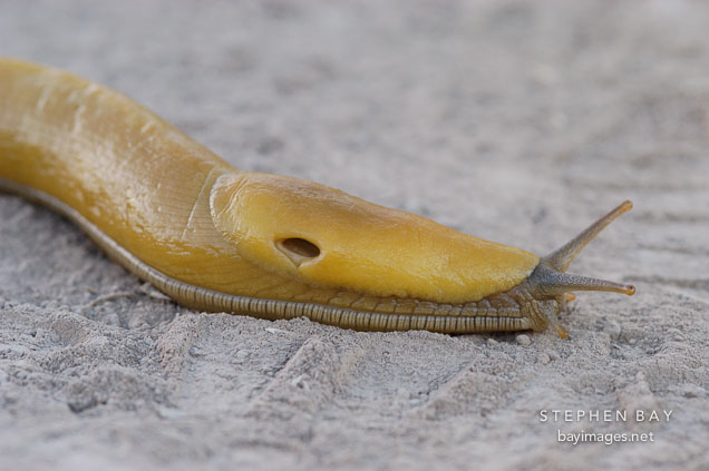 Banana slug with visible pneumostone, Ariolimax columbianus. Russian Ridge Open Space Preserve. California, USA.