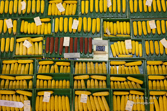 Corn competition. Iowa State Fair, Des Moines.