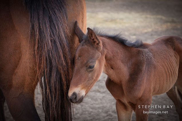 Foal and mare. ISU horse barn.