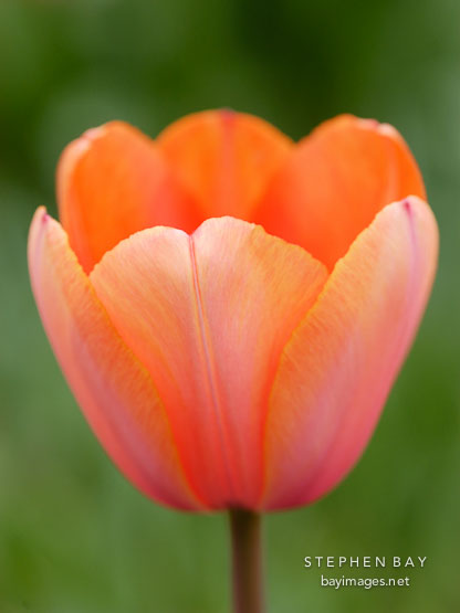Tulip, 'Apricot Impression', Tulipa.