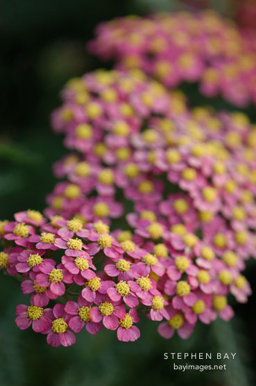 Achillea filipendulina. Garden hybrids.