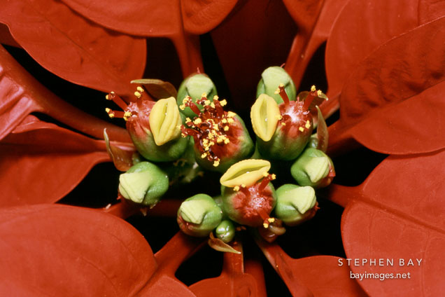 Poinsettia. Euphorbia pulcherrima