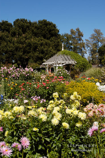 Gamble gardens, Palo Alto, California, USA.
