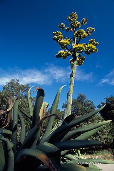Giant flowering agave. California, USA.
