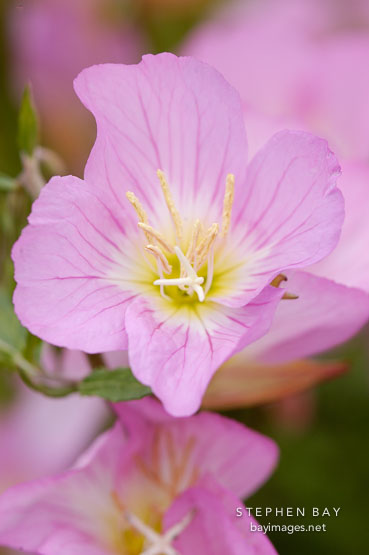 Showy evening primrose.