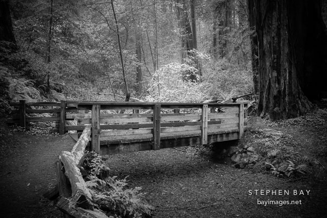 Wood bridge at Armstrong Redwoods park.