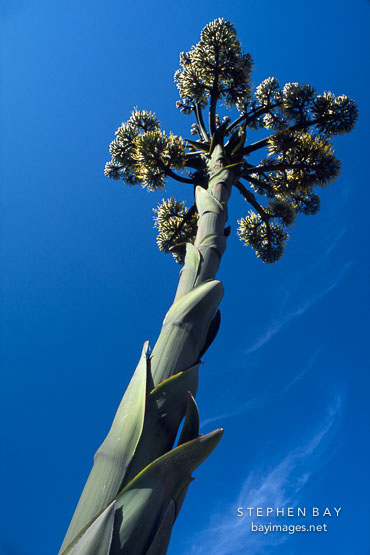Giant flowering agave. California, USA.