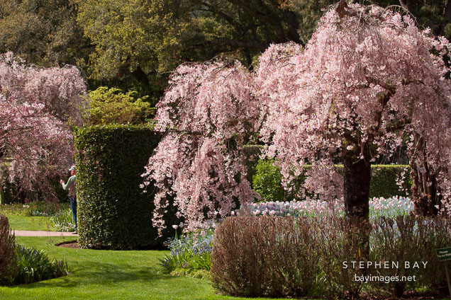 Blooming cherry trees at Filoli Gardens.