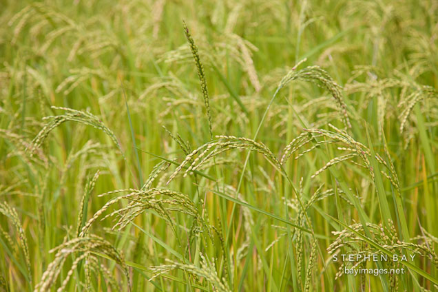 Close-up of rice. Punakha Valley, Bhutan.