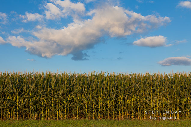 Corn field, Iowa.