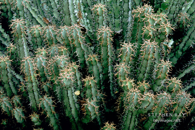 Euphorbia coerulescens.