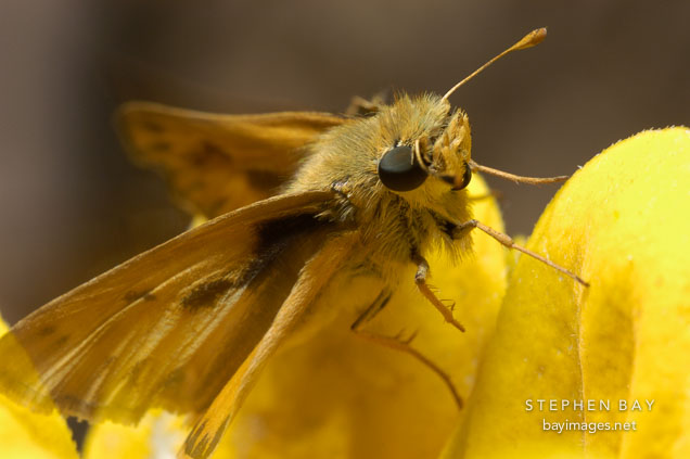 Fiery skipper, Hylephila phyleus.