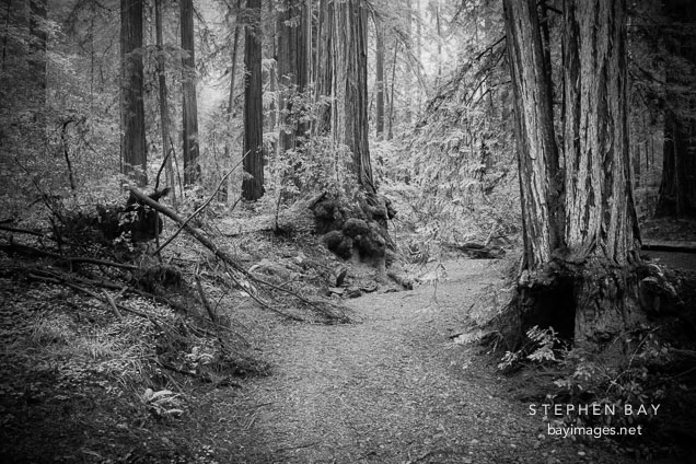 Path through the forest. Armstrong Redwoods State Natural Reserve.