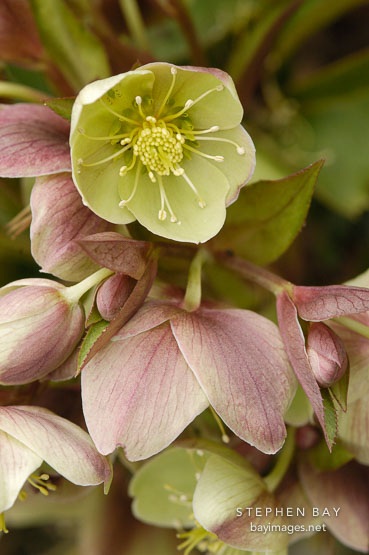 Helleborus x sternii.