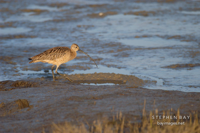 Long-billed curlew, Numenius americanus. Palo Alto Baylands Nature Preserve, California.