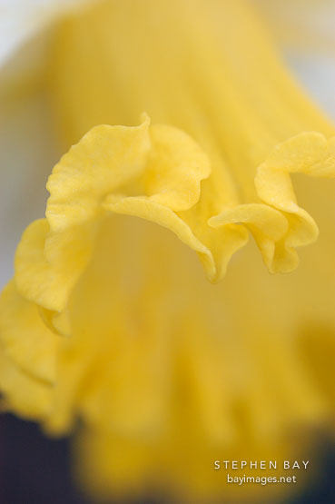 Narcissus 'Las Vegas', Daffodil.