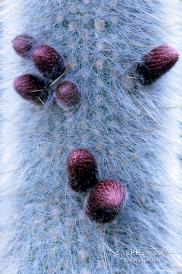 Close-up of buds growing on Cleistocactus strausii.