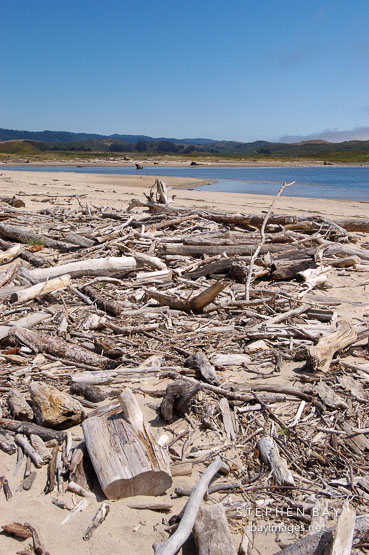 Driftwood at Pescadero state beach, California, USA.