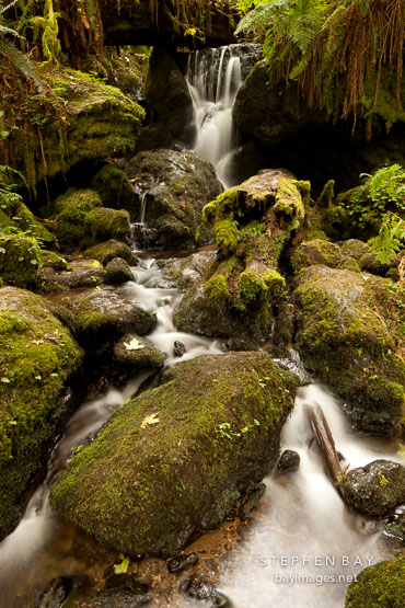 Mossy rocks and Trillium Falls. Redwood National Park, California.