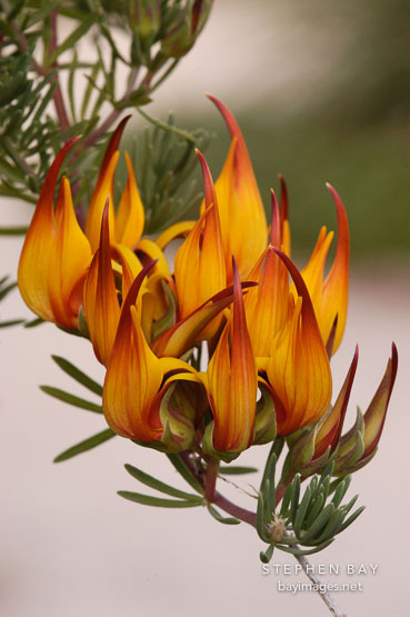 Lotus maculatus, Parrot's beak.